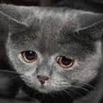 Sir_Alutriel_Leal_Acero