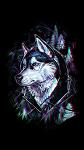 ºThomWF_
