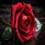 Florzinha_BUSCAPE