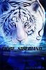 TIGRE_SIBERIA